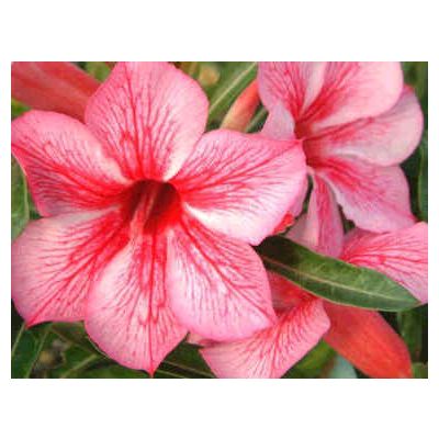 Graines Adenium (Étoile Scintillante Rouge)