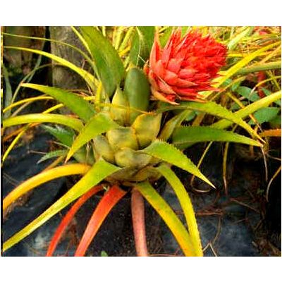 Graines Aechmea Recurvata