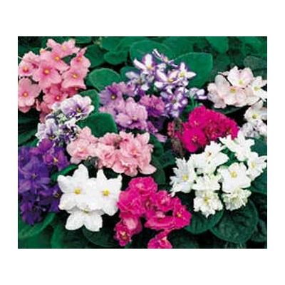 Graines Violettes Africaines