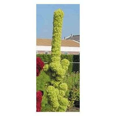 Graines Amaranthus Cruentus Tour Verte