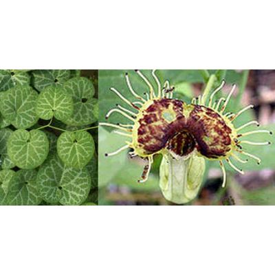 Graines Aristolochia Fimbriata (Pipe du Hollandais à Veines Blanches)