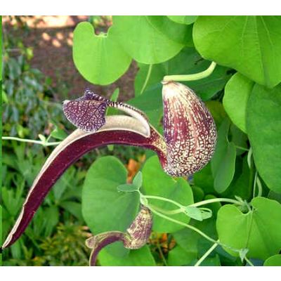 Graines Aristolochia Ringens (Graines Aristoloche Spatulée)