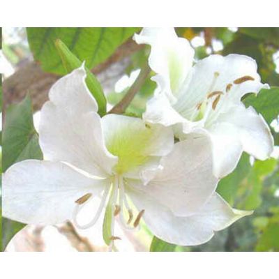 Graines Bauhinia Purpurea Blanc (Graines Arbre à Orchidées)