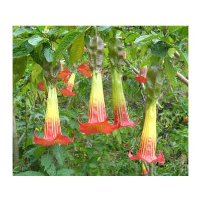 Graines Brugmansia Sanguinea (Trompettes des Anges Écarlate)