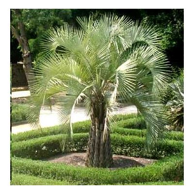 Graines Butia Capitata Nana (Graines Palmier à Gelée)