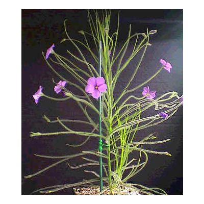 Graines Byblis Lamellata (Plante Arc-En-Ciel)