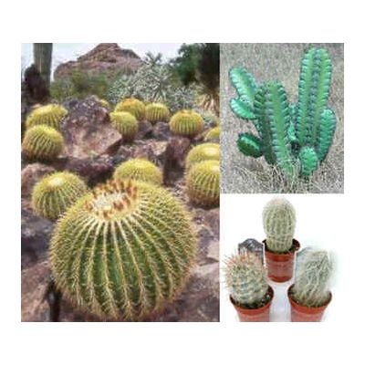 Graines Cactus (En Mélange)