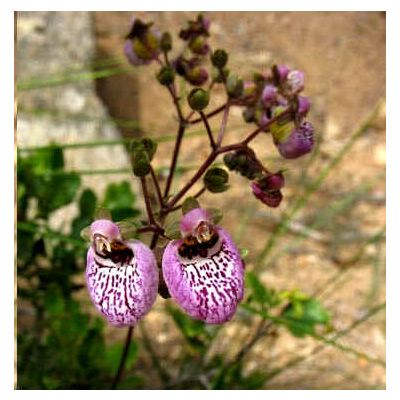 Graines Calceolaria Canna (Graines Fleur Capachito)