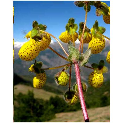 Graines Calceolaria Corymbosa Floccosa