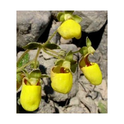 Graines Calceolaria Paralia