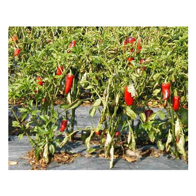 Jalapeno Seeds (Capsicum Annuum Jalapeno)