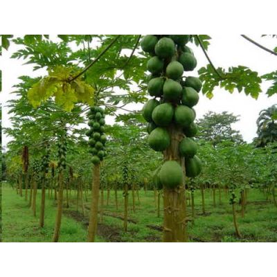Graines Carica Papaya (Graines Papayer, Graines Papaye)