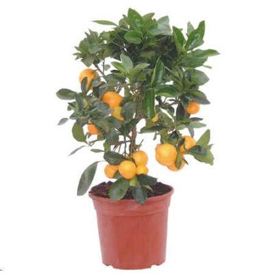 Graines Citrus Mitis (Graines Oranger d'Appartement)