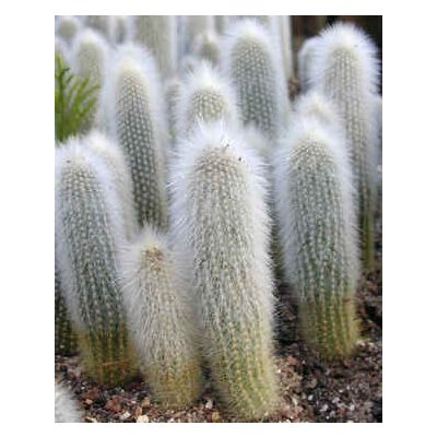 Graines Cleistocactus (En Mélange)