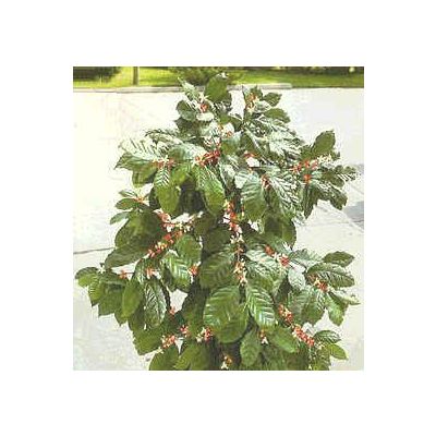 Graines Coffea Arabica Nana (Graines Caféier d'Arabie Nain)