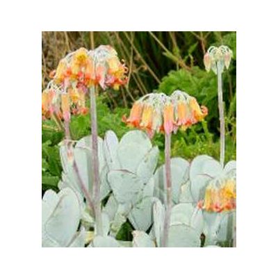 Graines Cotyledon (En Mélange)