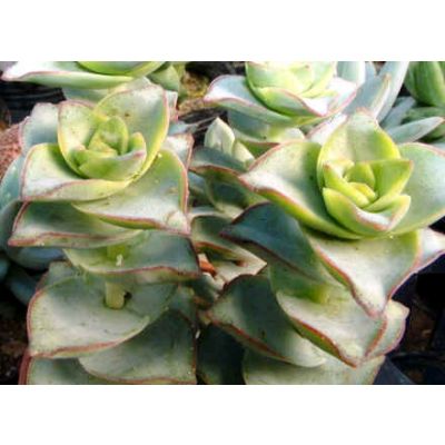 Graines Crassula (En Mélange)