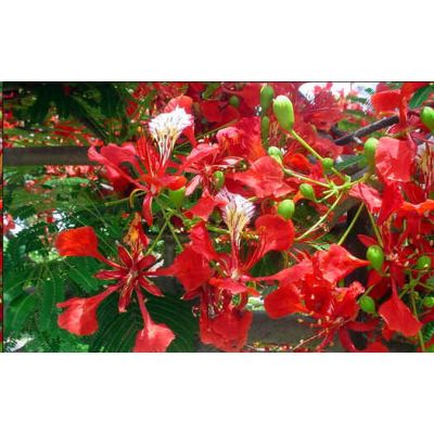 Graines Delonix Regia (Grand Flamboyant)