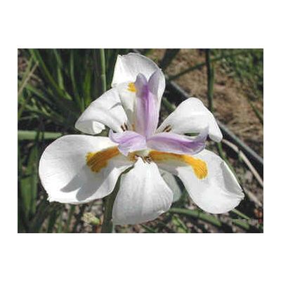 Graines Dietes Iridioides (Graines Dietes Vegeta)
