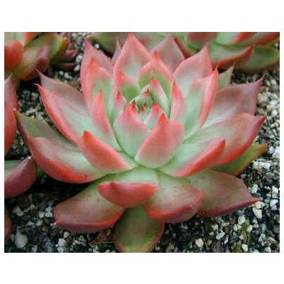 Graines Echeveria (En Mélange)