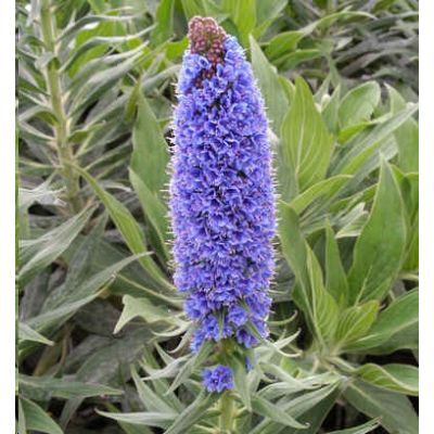 Graines Echium Fastuosum (Graines Vipérine de Madère)