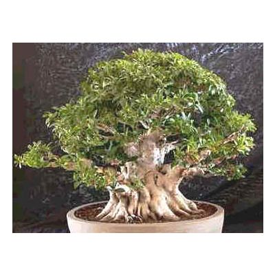 Ficus Retusa Seeds (Ficus Microcarpa Nitida, Banyan Fig, Taiwan Ficus Seeds)