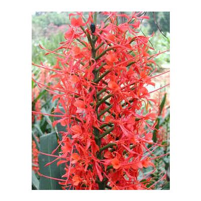 Graines Hedychium Coccineum (Graines Gingembre Sauvage Écarlate)