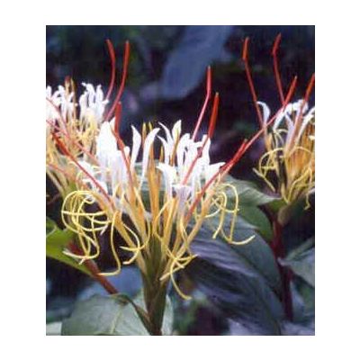 Graines Hedychium Ellipticum (Graines Gingembre des Rochers)