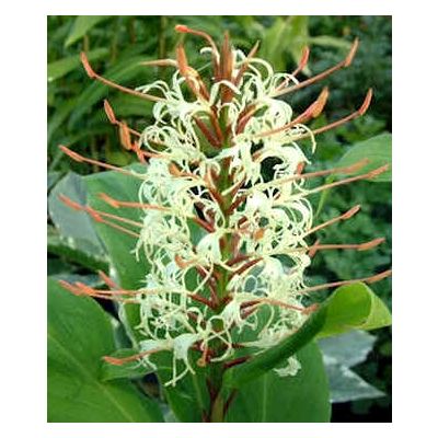Graines Hedychium Gracile (Graines Gingembre Sauvage Saumon)