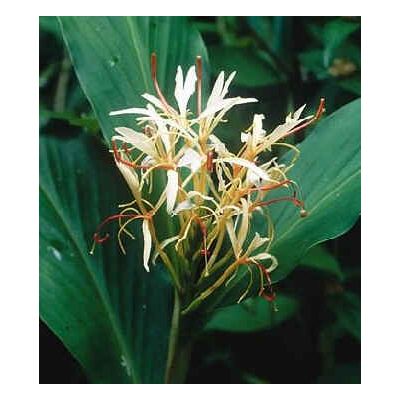 Graines Hedychium Spicatum (Graines Gingembre)