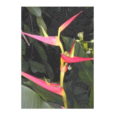 Graines Heliconia Latispatha Distans