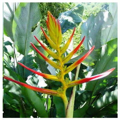 Graines Heliconia Ligulata
