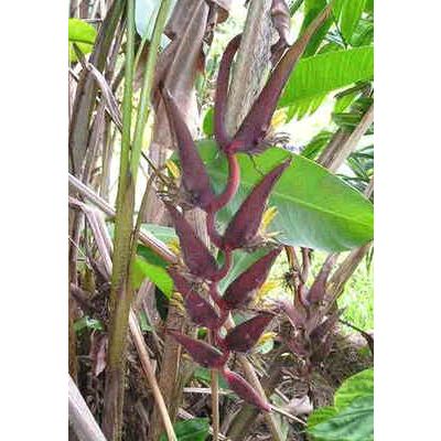 Graines Heliconia Sclerotricha