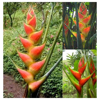 Graines Heliconia Wagneriana