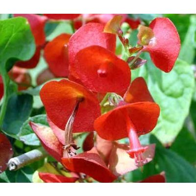 Graines Holmskioldia Sanguinea (Graines Chapeau Chinois)