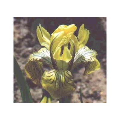 Graines Iris Bloudowii