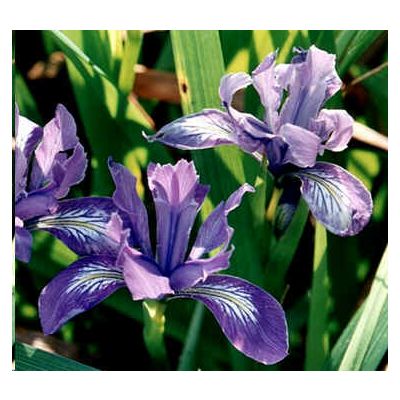 Graines Iris Douglasiana