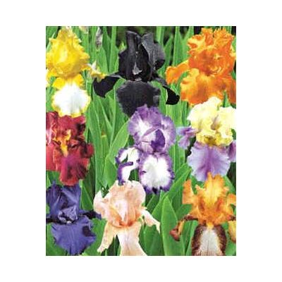 Graines Iris Germanica Hybrides (Graines Iris Barbata) (En Mélange)