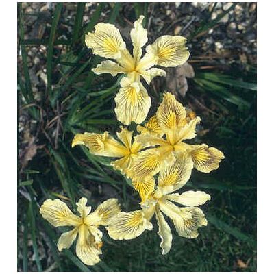 Graines Iris Innominata