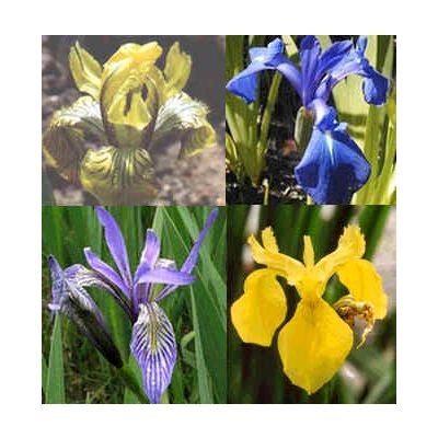 Graines Iris (En Mélange)