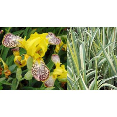 Graines Iris Variegata (En Mélange)