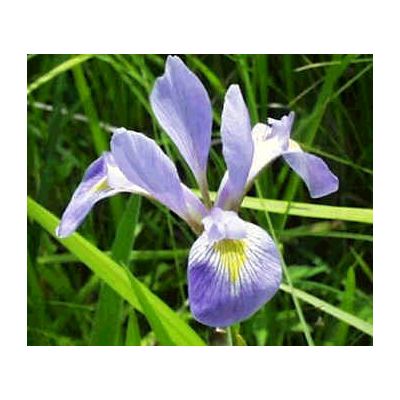Graines Iris Virginica Shrevei