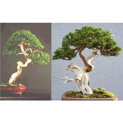 Graines Juniperus Sabina (Graines Genévrier Sabine)