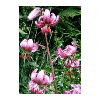 Graines Lilium Martagon Mauve (Graines Lis Martagon)