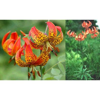 Graines Lilium Michiganense
