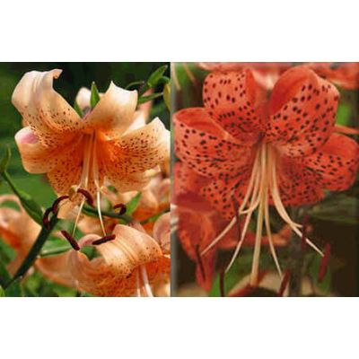 Graines Lilium Tigrinum Hybrides (Graines Lily Lancifolium) (En Mélange)