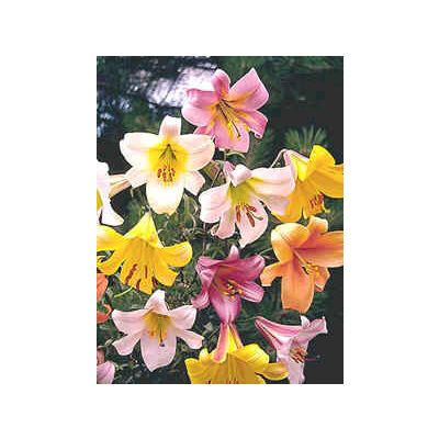 Graines Lilium Trompettes et Auréliannes (En Mélange)