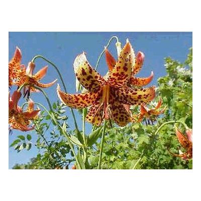 Graines Lilium Canadense (Graines Lis Canadense)