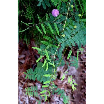Graines Mimosa Quadrivalvis Nuttallii (Graines Schrankia Quadrivalvis Nuttallii)
