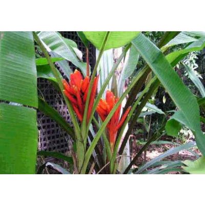 Graines Musa Coccinea (Graines Bananier d'Ornement)